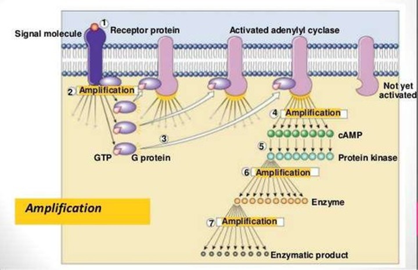 <p>The process by which signaling cascades produce multiple intracellular activated molecules for every one receptor that is bound.</p>