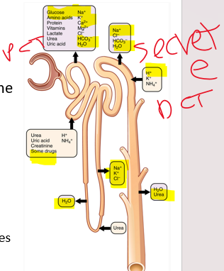 <p>what is secreted into the renal tubules</p><p>•Substances such as hydrogen ion, potassium, and organic anions move from the peritubular capillaries into the tubular lumen.</p><p>•Tubular secretion is an important mechanism for:</p><p>1.Excess __</p><p>2. controlling blood ph (H+)</p><p>3.Disposing of drugs and drug metabolites</p><p>*this is why most drug tests are urine tests</p>