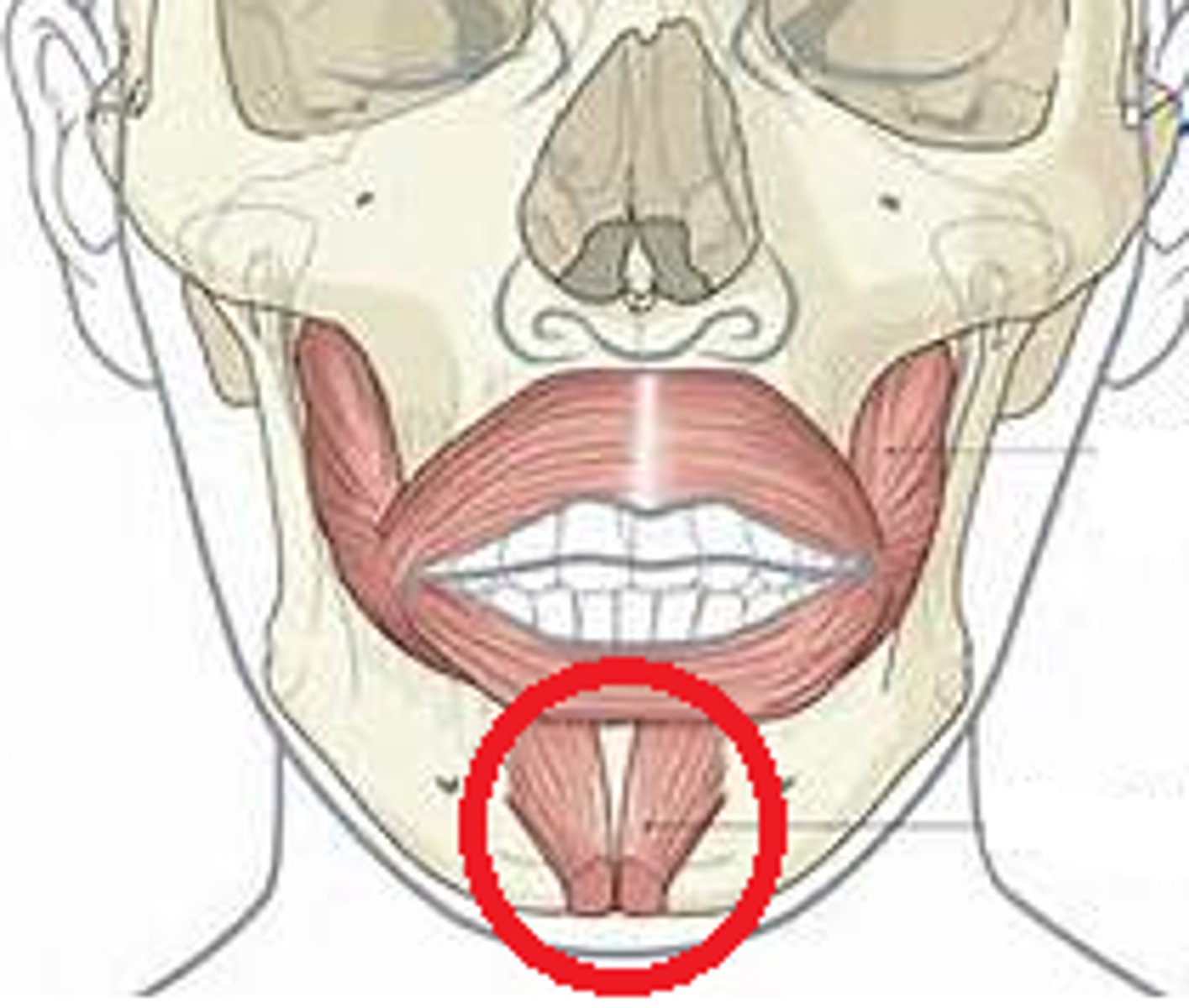 <p>On tip of chin; Elevates and protrudes lower lip; Wrinkles skin over chin; Origin = Mandible; Insertion = Skin of chin</p>
