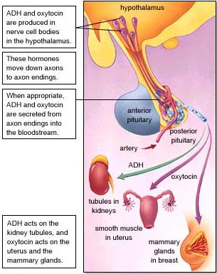 <p>What specific hormones are affected by the Hypothalamus?</p>