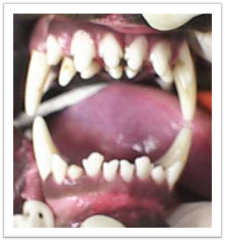 right maxillary: 1
left maxillary: 2
left mandibular: 3
right mandibular: 4