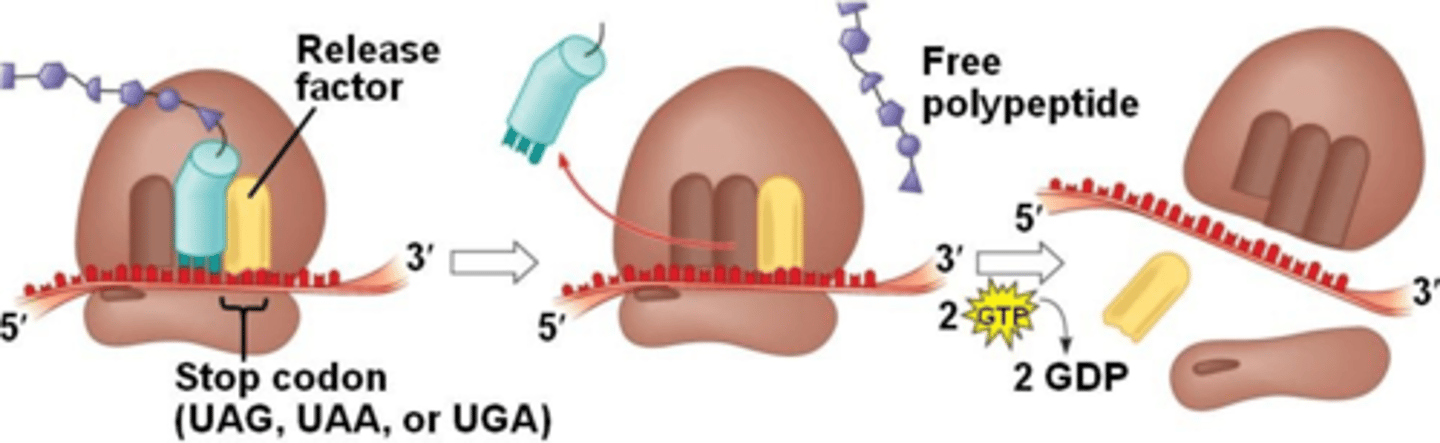 <p>when any of the 3 stop codons move into the A site, Release Factor (RF) protein binds to the termination codon adding a water to the peptide, which signals peptidyl transferase &amp; termination factors to hydrolyze off the peptide chain from the last tRNA, releasing the tRNA from the P site and releasing the 2 ribosome subunits</p>