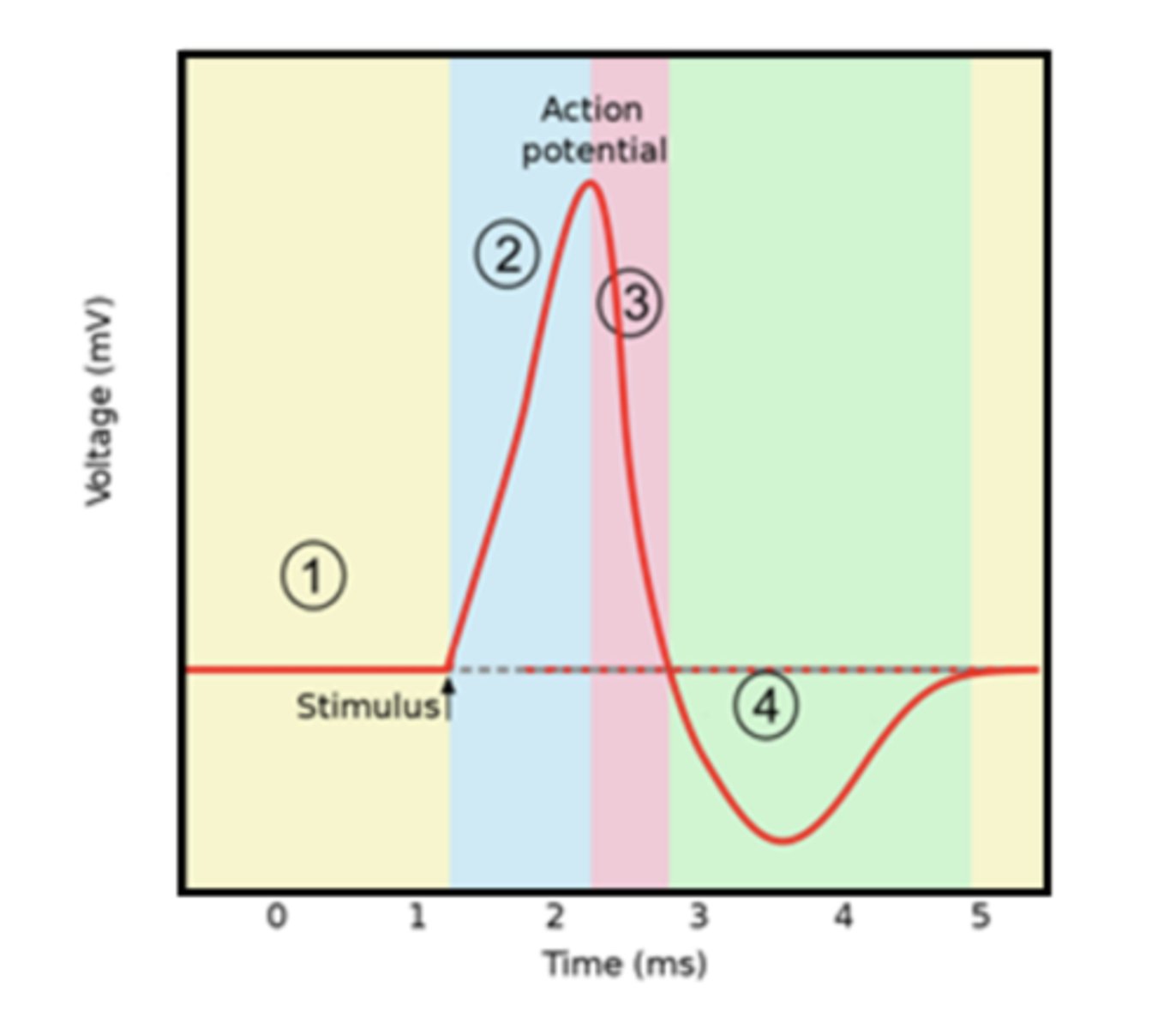 <p>Section 4 is hyperpolarization. K+ gates close slowly and the charge drops below -70mV and then returns to -70mV at resting state</p>