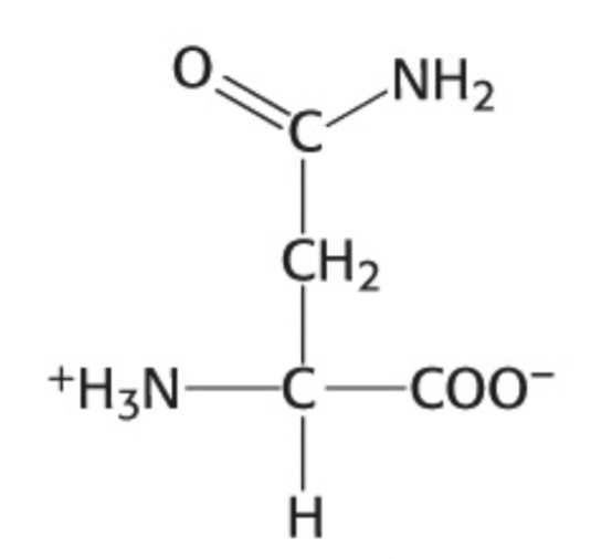 <p>Which amino acid is this</p>