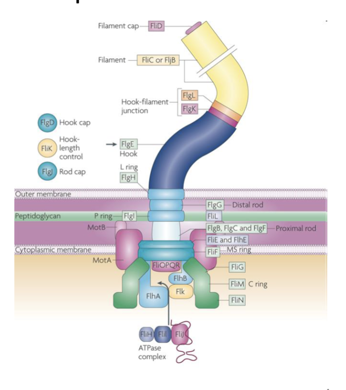 <p><span>• a massive molecular machine that spans the cell envelope.</span><br><span>• built as a complex of more than 30 different proteins.</span><br><span>• subunit assembly must be perfectly timed and accurately ordered.</span></p>