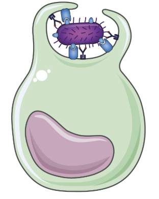 <p>antibodies play a key role in humoral immunity. They help eliminate a pathogen through various processes</p><p>Neutralization</p><ul><li><p>neutralize the biological effect of a pathogen or toxin</p></li></ul><p>Opsonization</p><ul><li><p>mark foreign invaders for phagocytosis</p></li></ul><p>Complement activation</p><ul><li><p>induce the formation of membrane attack complexes (MACs) and opsonization</p></li></ul><p>Effector cell activation</p><ul><li><p>recognized by immune cells when bound to antigen and activate the cell’s effector functions</p></li></ul><p></p>