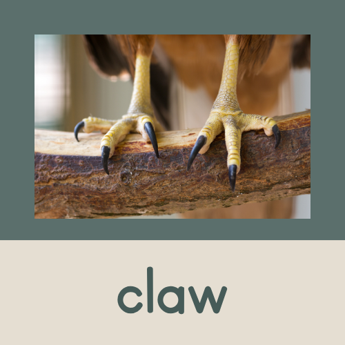 <p>claw</p>