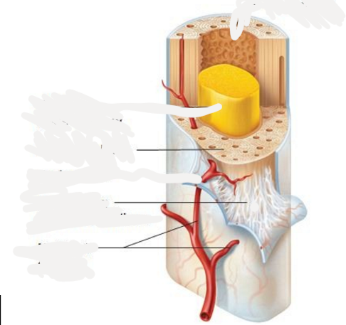 <p>narrow cavity of long bones through nutrient canals, forms the central arteries</p>