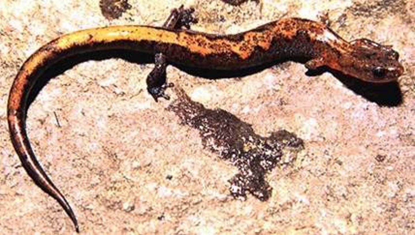 <p>Plethodon dorsalis</p><p>Order: Caudata</p><p>Family: Plethodontidae</p>