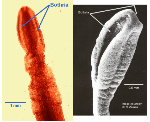 <p>These pseudophyllidean cestodes have a <strong><em><em></em></strong></em>__(grooves), instead of suckers as in the cyclophyllidean cestodes (the group including nearly all human-infecting species).</p>