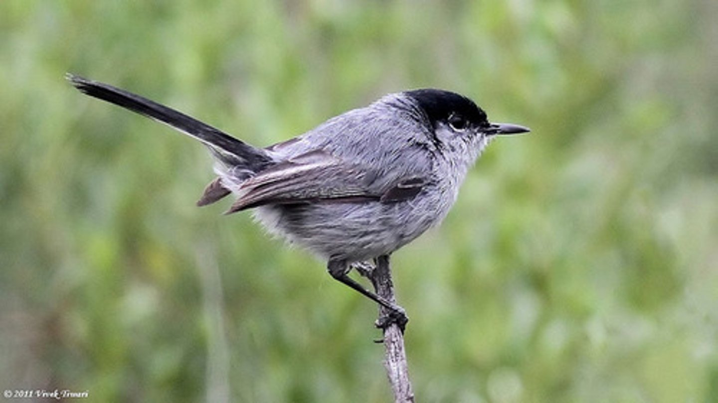 <p>Coastal sage scrub (in southern CA); Fed Threatened</p>