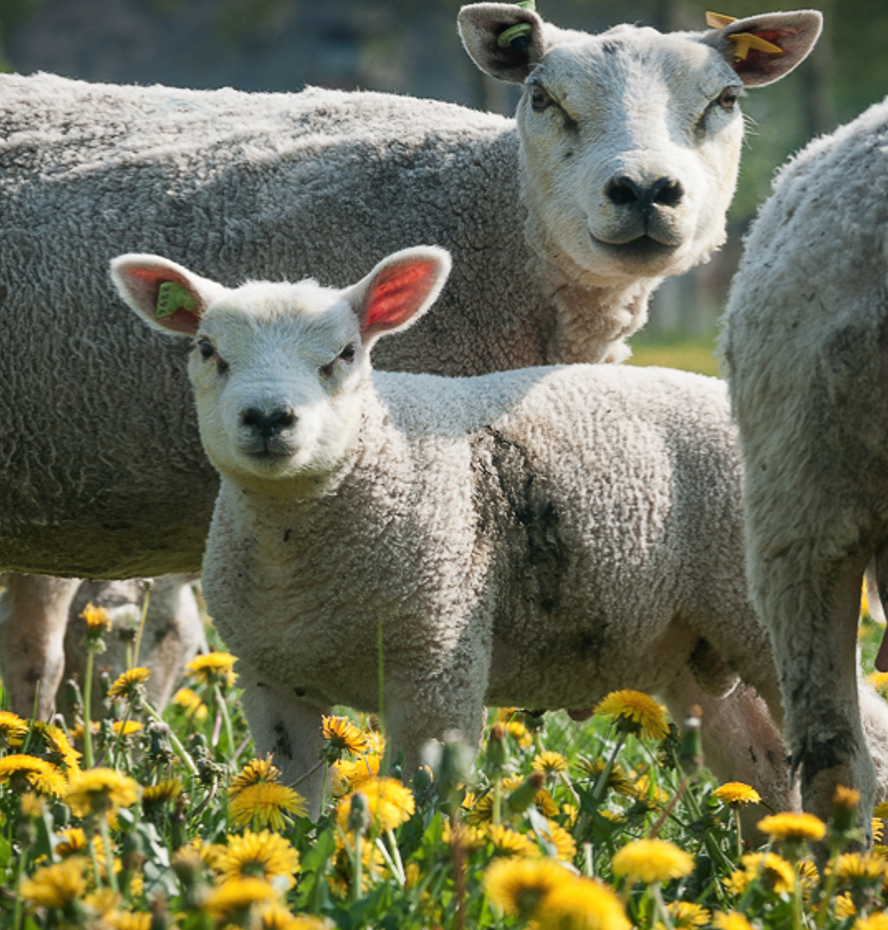 <p><span><span>• Ze zijn een van de gespierde schapen rassen en hebben een flinke kop</span></span></p>
