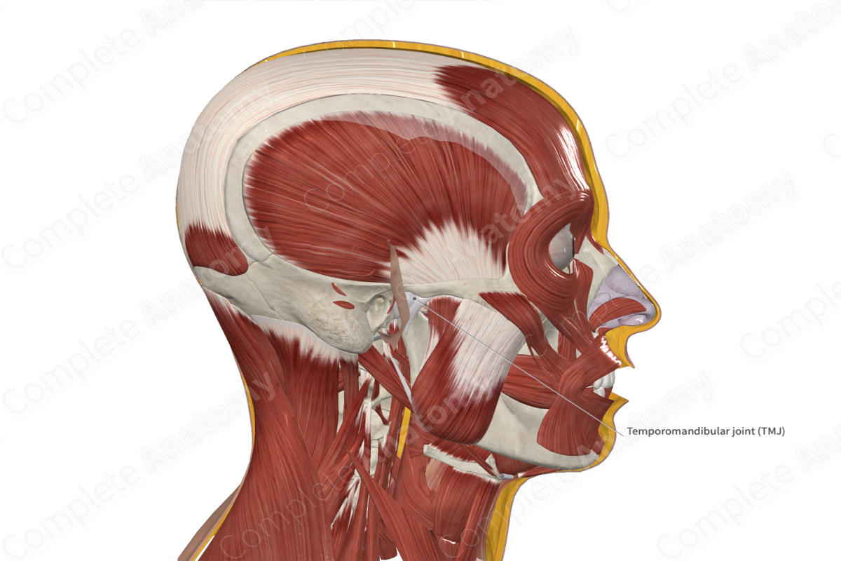 <p><strong>___</strong></p><p>• Articular disc is found between the head of the mandible and the mandibular fossa. The disc is more intimately associated with the head of the mandible and therefore moves with the head of the mandible as it slides anteriorly during opening and closing of the mouth.</p><p><strong>• _____ movements</strong> - between head of mandible and disc</p><p><strong>• _____ movements</strong> - between disc and mandibular fossa</p><p>• Synovial joint with loose fibrous capsule. It is the articulation of the head of the mandible with the mandibular fossa and articular tubercle of the temporal bone</p><p><strong>• Temporomandibular ligament</strong> - thickening of the lateral capsule</p>