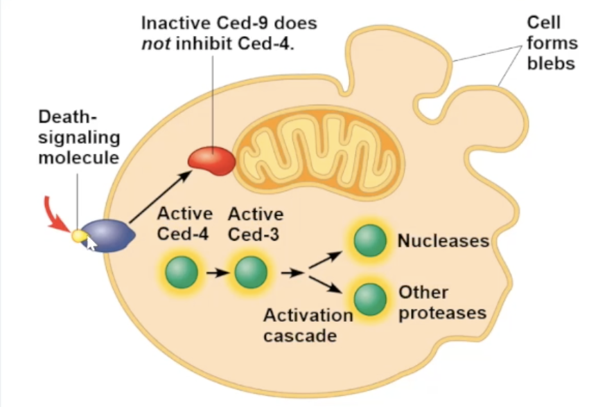 <p>for soil worm caenorhabditis elegans</p><ul><li><p>apoptosis is triggered by signals that activate a cascade of&nbsp;“suicide” proteins</p></li><li><p>when death signal is received, an apoptosis inhibiting protein (Ced-9) is inactivating allowing for the caspase&nbsp;“suicide” proteins to promote apoptosis</p></li></ul><p></p>