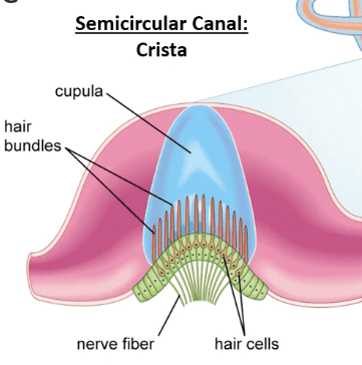 <p>crista </p><p>the crista is the sensory epithelium of the semicircular canals </p>