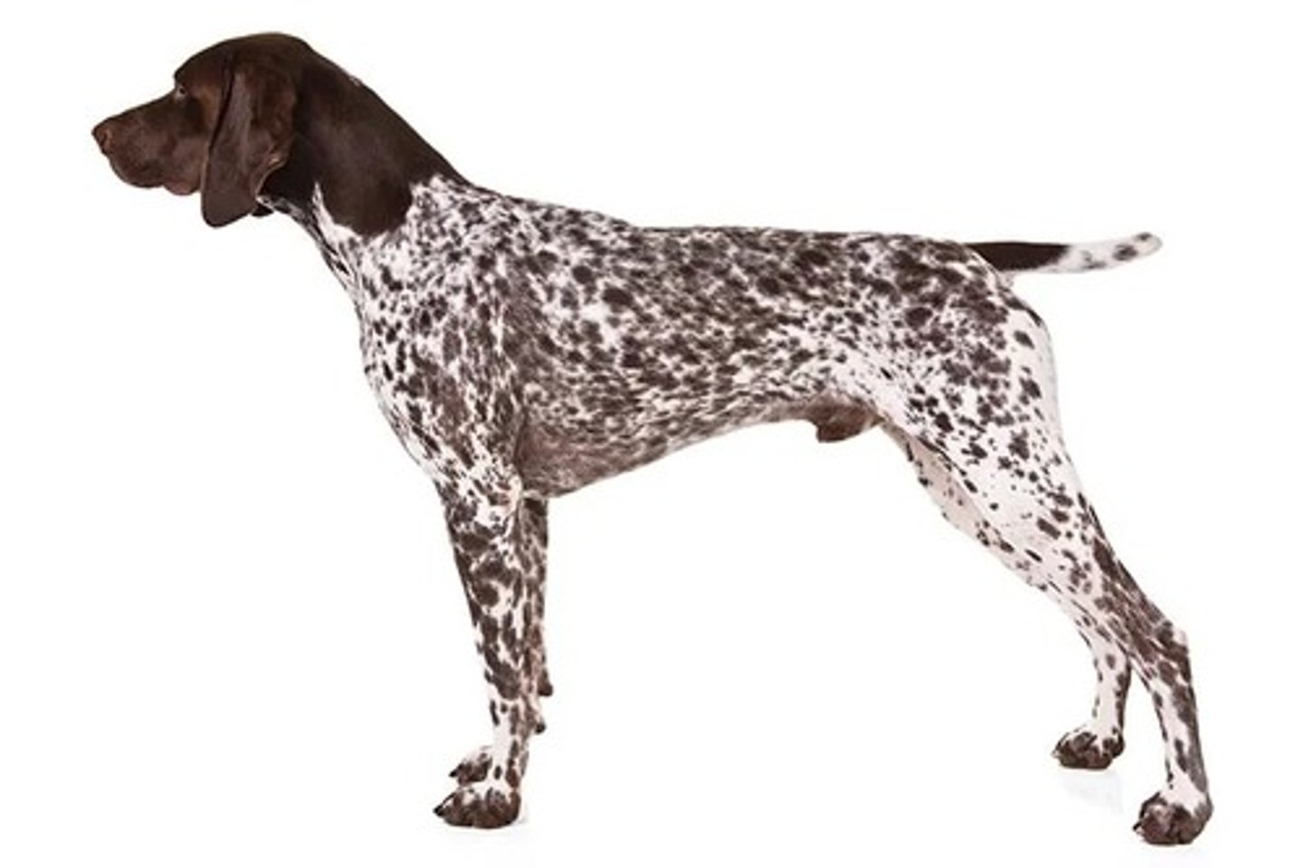 <p>What is this breed? What is it's AKC classification?</p>
