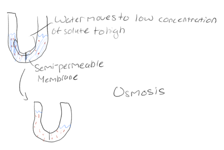 <p>Diffusion of water across a membrane</p>