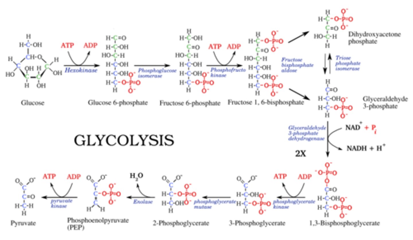 <p>It is absolutely necessary to be able to do this for the MCAT. And because it is so challenging to memorize all of this point blank, we've created our Metabolic Pathways Mastery Course: https://mcatselfprep.com/course/andrews-metabolic-pathways-mastery-course/</p>