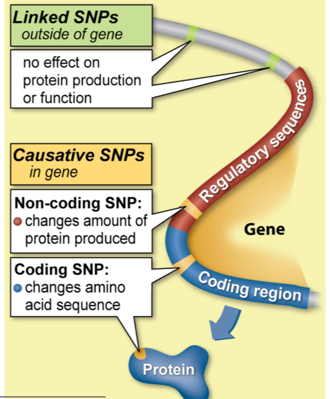 <p>located in the region od DNA that affects the gene expression or activity</p><p>*Noncoding and coding</p>