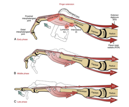 <p>early phase: extensor digitorum extend MCP joint, middle phase: intrinsic muscles assist ED with extension of PIP and DIP joints. late phase: muscle activation continues through full finger extension </p>