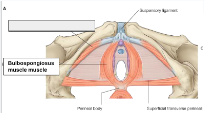 <p>what structure is that?</p>