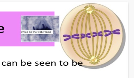 <ol><li><p>Two 2.copy. 3.microtubules(spindle fibers). 4.equator</p></li></ol><p></p>