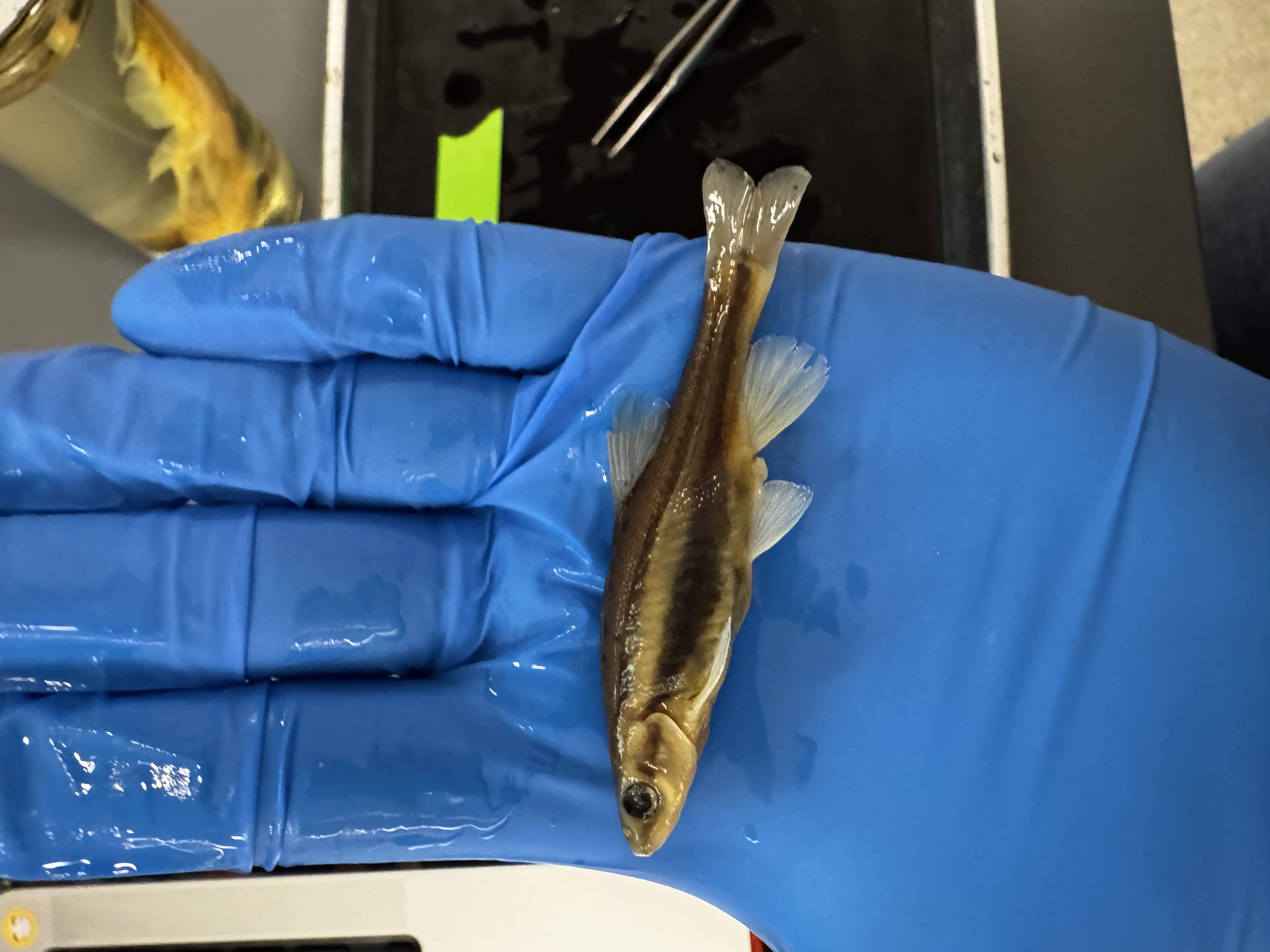 <p>Family:</p><p>Species:</p><p>Scientific:</p>