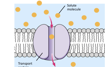 <p>What are the two proteins that transport molecules in facilitated diffusion?</p>