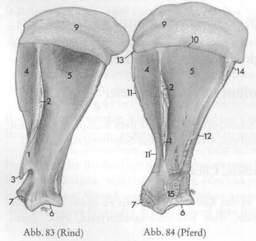<p>Scapula 10-15</p>