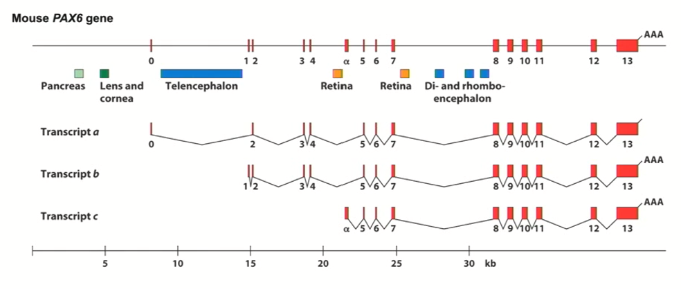 <ul><li><p>paired box transcription factor</p></li><li><p>It is involved specifically in eye development/other neurological features</p></li><li><p>if you take the PAX6 homolog (known as eyeless in flies) and express it in any cell within the fly, the legs will start to create an eye</p></li><li><p><strong>Master regulator of eye development</strong></p></li><li><p>It has 3 promoters</p></li><li><p>It has many enhancers that drive expression in different tissues (such&nbsp;as retina, lens, etc.)</p></li><li><p>Humans and mouse have similar PAX6 gene (it is highly conserved)</p></li></ul><p></p>
