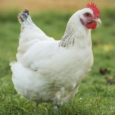 <ul><li><p>was set to become the broiler bird of the US before the cornish cross</p></li><li><p>4 brown eggs per week</p></li><li><p>5 lbs</p></li><li><p>good foragers </p></li><li><p>100-150 large brown eggs per year </p></li></ul><p></p><p></p>