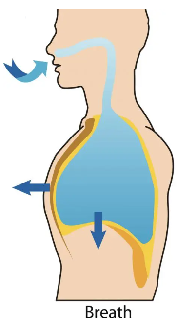 <p><u>Inhalation</u></p><p>Inhalation is an _________ process. </p><p>The diaphragm and __________ intercostal muscles _________ the thoracic cavity, _____________ the volume of the intrapleural space. </p><p>This ____________ the intrapleural pressure. </p><p>This pressure differential ultimately ________ the lungs, __________ the pressure within and _________ in air from the environment. </p><p>This mechanism is termed __________-__________ breathing.</p>