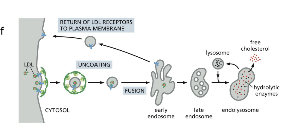 <p>cell surface receptors bind specific cargo for internalization e.g. Cholesterol uptake (cholesterol is transported in low-density lipoprotein complexes (LDLs).</p><p></p><p>When cells require cholesterol, they increase the number of LDL-receptors on PM.</p><p></p><p>Receptor-mediated endocytosis of LDL allows cell to access cholesterol once the LDL particle is processed in lysosomes</p>