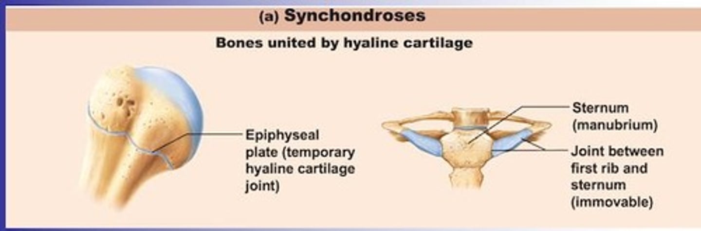 <p>A cartilaginous joint involving a bar or plate of hyaline cartilage that unites bone.</p>