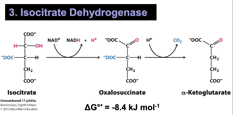 <p>3: Isocitrate Dehydrogenase</p><ul><li><p>Isocitrate dehydrogenase oxidizes isocitrate which spontaneously eliminates CO2</p></li><li><p>The product is a 5 carbon compound known as α-ketoglutarate</p></li><li><p>NADH is generated</p></li></ul><p></p>