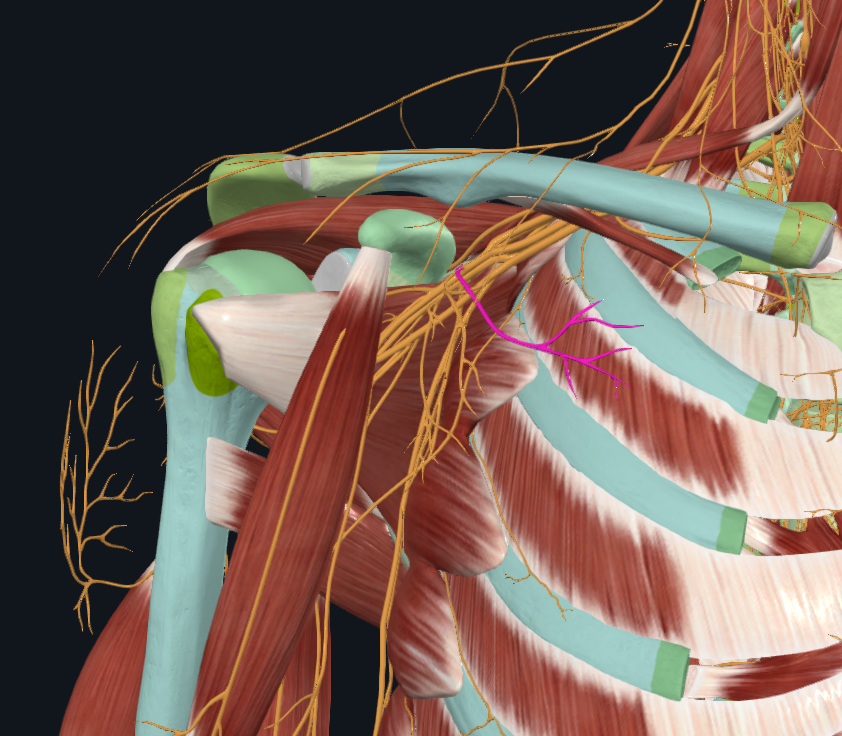 <p>What is this nerve</p>