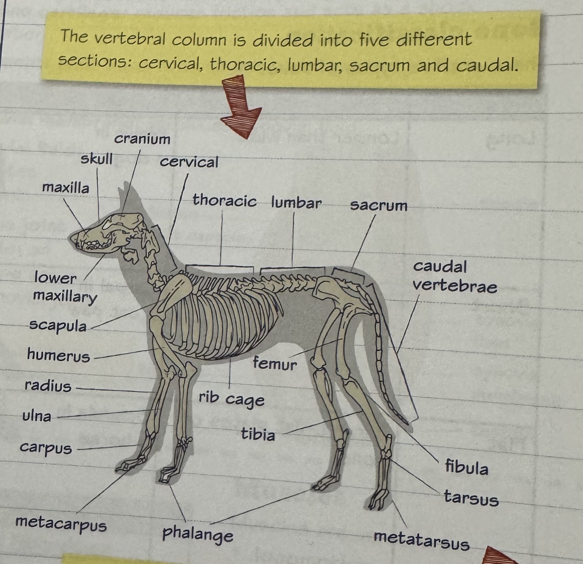 knowt flashcard image
