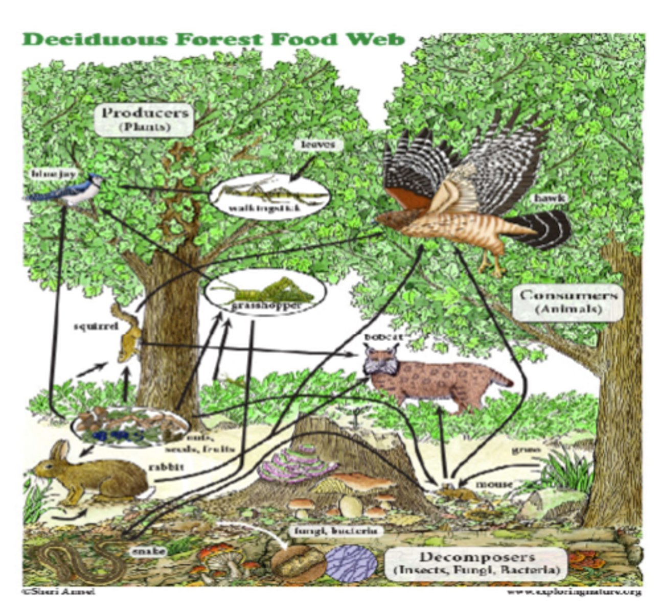 <p>interconnected food chains that show all feeding relationships in an ecosystem</p>