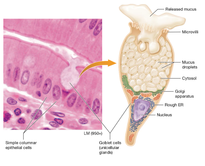 <p>the goblet cell -</p><ul><li><p>secretes mucus (protects the underlying epithelium</p></li></ul><ul><li><p>found abundantly in the epithelium lining the digestive tract and respiratory tract</p></li></ul><p></p>