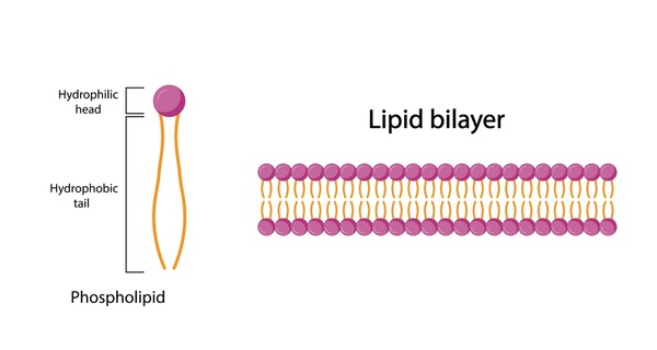 <p>type of lipid that forms the cell membrane<br>⇨ composed of a hydrophilic head and two hydrophobic tails</p>