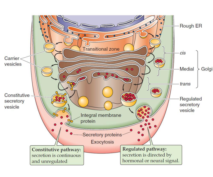<ul><li><p>transported from the ER to the Golgi apparatus then to the plasma membrane where they fuse and secrete their contents</p></li><li><p>some proteins are transported through the contiguously active constitutive pathway</p></li><li><p>other proteins are stored in vesicles ready to be secreted in response to a stimulus such as hormonal or neural signals. This is a regulated secretion pathway.</p></li></ul><p></p>