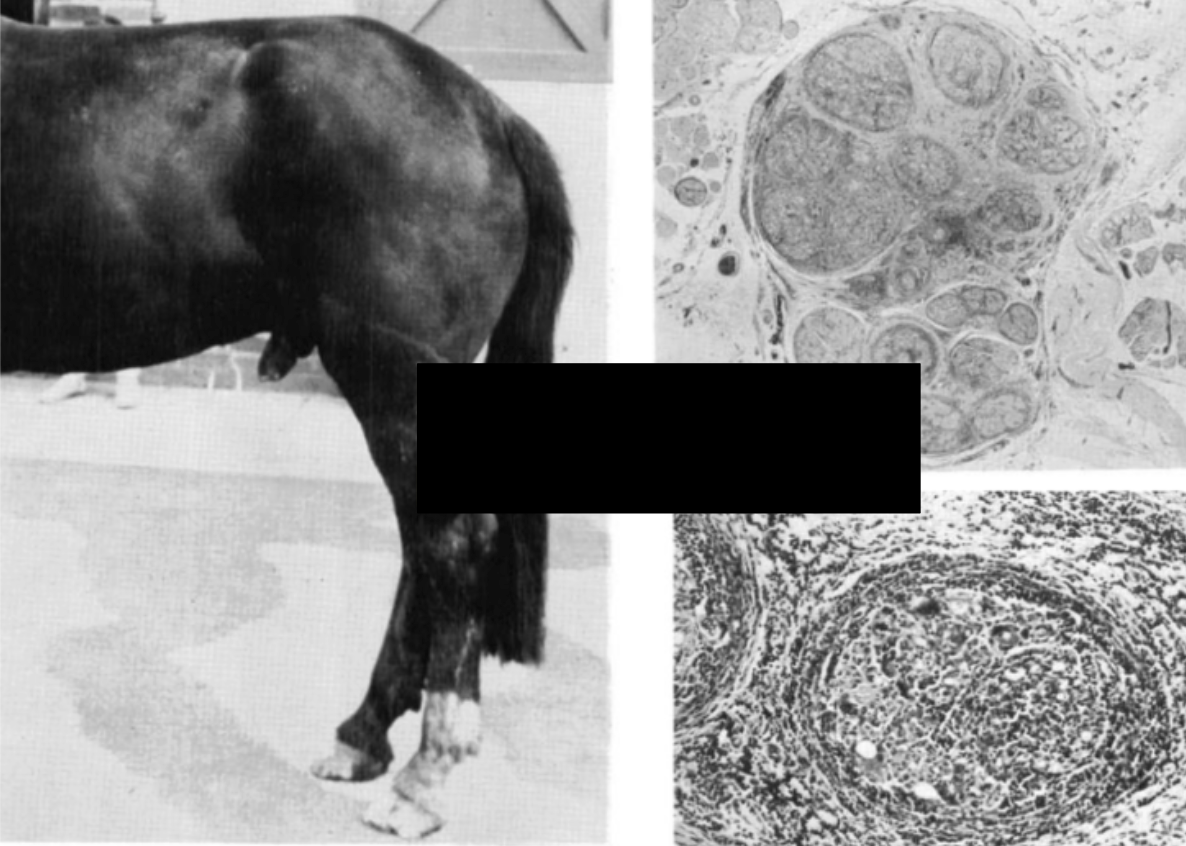 <ul><li><p><span style="background-color: transparent; font-family: "Times New Roman", serif;"><span>Penis extending - not retracted in prepuce</span></span></p></li><li><p><span style="background-color: transparent; font-family: "Times New Roman", serif;"><span>Backend dropped (tail head dropped)</span></span></p></li><li><p><span style="background-color: transparent; font-family: "Times New Roman", serif;"><span>Dying and dead ganglion</span></span></p></li></ul><p></p>