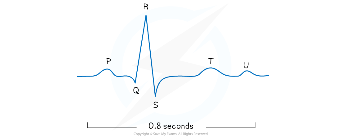 P: atria contracting, QRS: ventricles contracting, T: Ventricles relaxing 