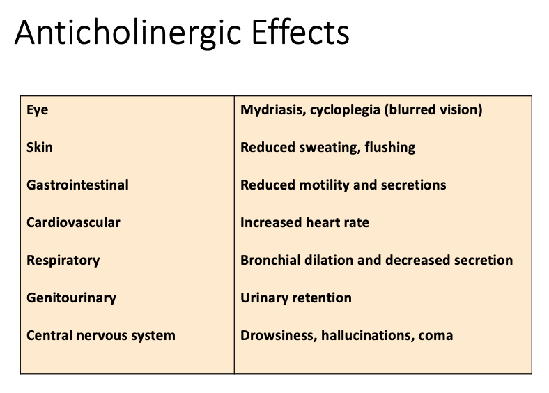 <p>Anticholinergics: therapeutic uses</p><ul><li><p><span><strong>[Indication?]</strong></span>&nbsp;<br></p><ul><li><p>Drugs&nbsp;</p><ul><li><p><span>Glycopyrrolate</span>&nbsp;</p></li><li><p><span>Atropine</span></p></li></ul></li><li><p>MOA:&nbsp;</p><ul><li><p>anticholinergic effects inhibits salivation and secretion</p></li><li><p>causes bronchodilation&nbsp;</p></li></ul></li></ul></li></ul><p></p>