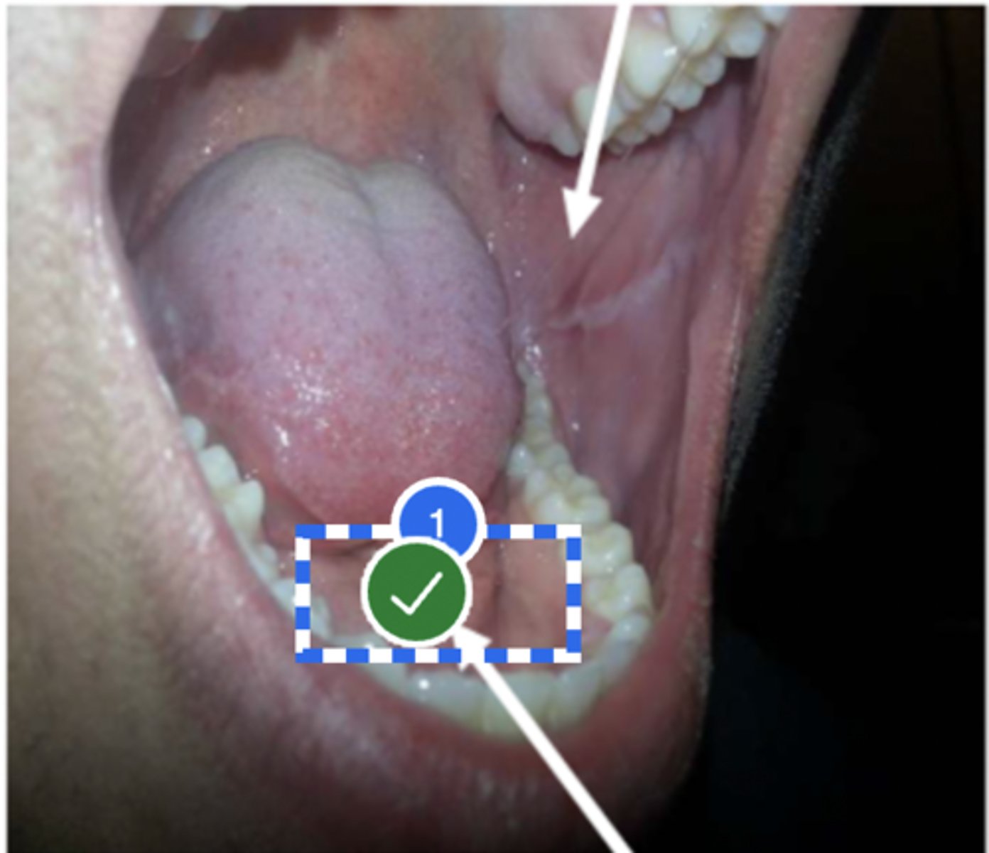 knowt flashcard image