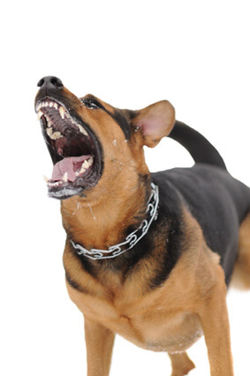 <p>when a dog makes a loud rough sound : sủa</p>