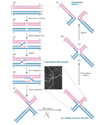 -endonuclease nicking
-strand displacement and pairing with complement
-ligation
-branch migration
-duplex separation to generate the characteristic Holliday structure