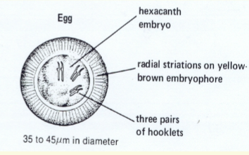 <p><span>Recovery of ova,</span><br><span>Proglottids, or scolices</span><br><span>4 Taenia Ova:</span><br><span>– 31-43 um</span><br><span>– Spherical</span><br><span>– T hick, striated shell</span><br><span>– Walnut brown</span><br><span>– Embryonated,</span><br><span>4 Onchosphere</span><br><span>– 3 pairs of hooklets</span><br><span>4</span><br><span>T. saginata and T.</span><br><span>solium ova are</span><br><span>indistinguishable</span></p>