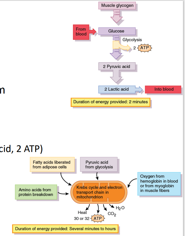 <p>C. Aerobic glycolysis (Kreb’s cycle, ETC)</p>