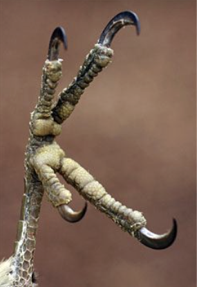 <p><span><span>Digit 1 faces back, 2 and 3 are in front, and 4 is located laterally, but often faces back when the bird is perched on a branch</span></span></p>